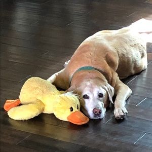 Meet your Posher, Lori